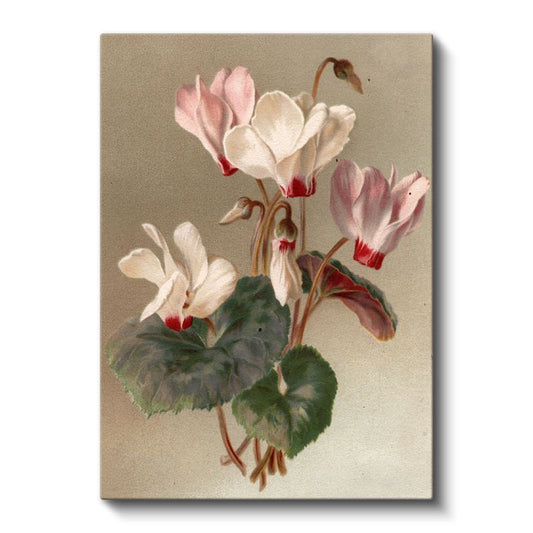 Zarif Siklamen - Pembe Beyaz Çiçekler Vintage Botanik Kanvas Tablo