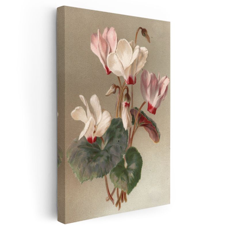 Zarif Siklamen - Pembe Beyaz Çiçekler Vintage Botanik Kanvas Tablo