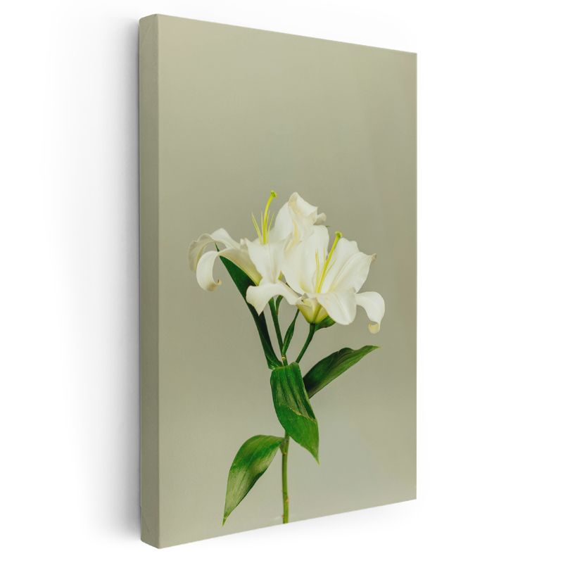 Beyaz Lilyum - Minimalist Çiçek Portresi Kanvas Tablo