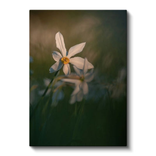 Beyaz Nergis - Doğal Çiçek Fotoğrafı Kanvas Tablo