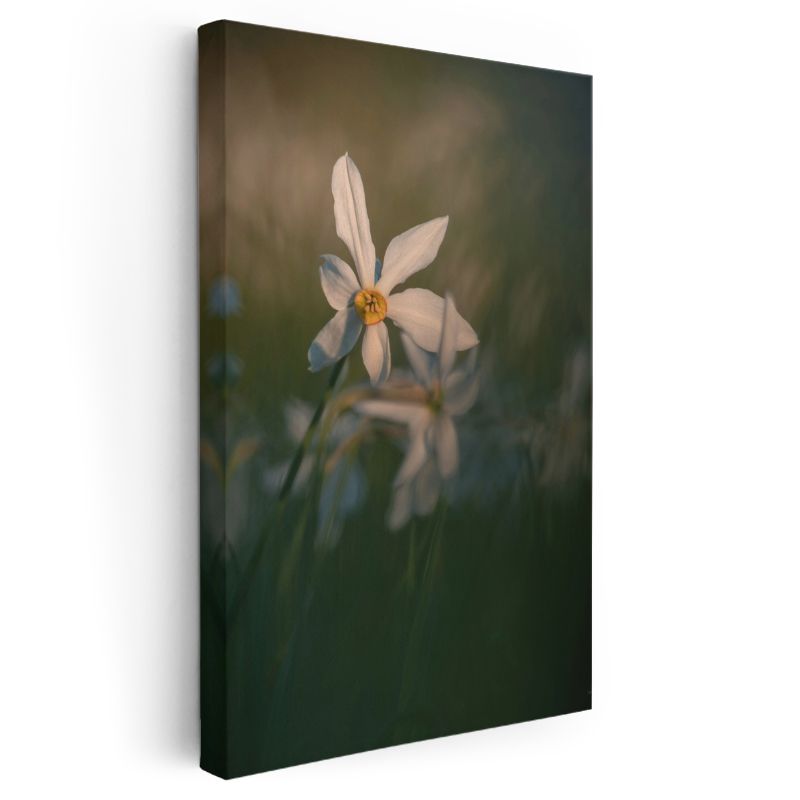Beyaz Nergis - Doğal Çiçek Fotoğrafı Kanvas Tablo