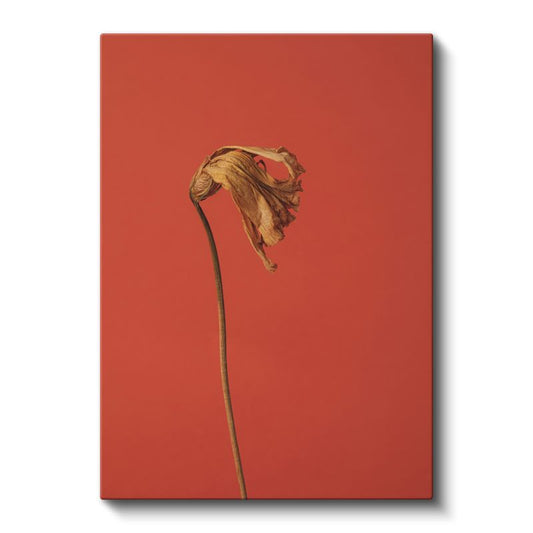 Solmuş Çiçek - Kırmızı Fonda Minimalist Botanik Kanvas Tablo