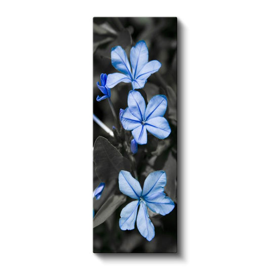 Mavi Plumbago - Siyah Beyaz Fonda Zarif Mavi Çiçekler Kanvas Tablo