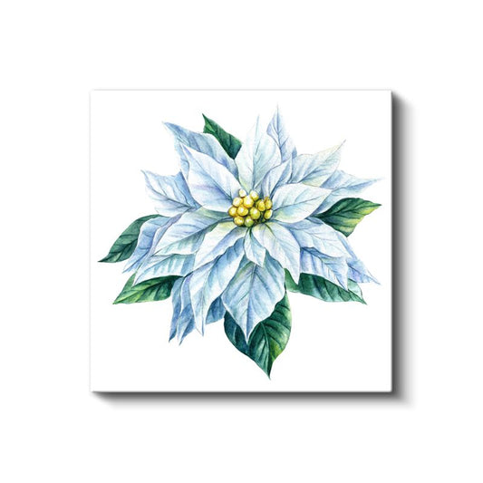Beyaz Atatürk Çiçeği - Zarif Kar Beyazı Yıldız Çiçeği Kanvas Tablo