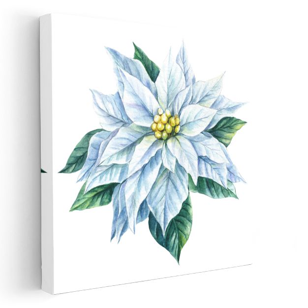 Beyaz Atatürk Çiçeği - Zarif Kar Beyazı Yıldız Çiçeği Kanvas Tablo