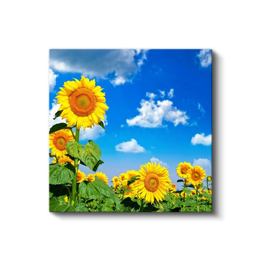 Güneş ve Ayçiçekleri - Parlak Gökyüzü Altında Altın Sarısı Çiçekler Kanvas Tablo