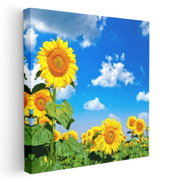 Güneş ve Ayçiçekleri - Parlak Gökyüzü Altında Altın Sarısı Çiçekler Kanvas Tablo
