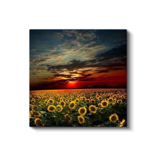 Gün Batımı ve Ayçiçekleri - Dramatik Gökyüzü Altında Çiçek Tarlası Kanvas Tablo