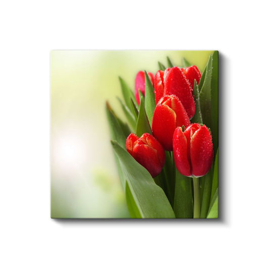 Kırmızı Laleler - Çiy Damlacıklı Zarif Çiçek Portresi Kanvas Tablo
