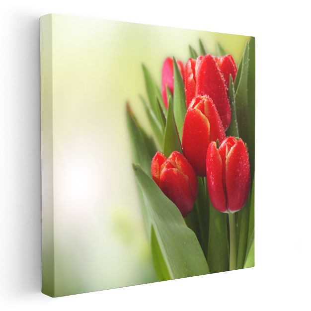 Kırmızı Laleler - Çiy Damlacıklı Zarif Çiçek Portresi Kanvas Tablo