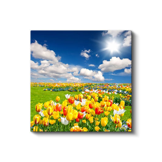 Lale Bahçesi - Mavi Gökyüzü Altında Renkli Çiçek Tarlası Kanvas Tablo