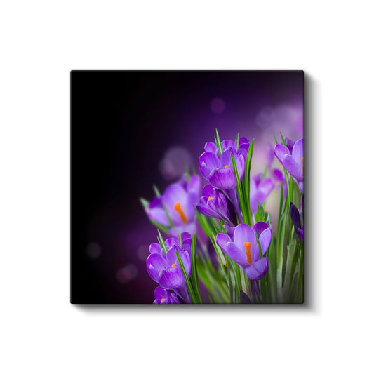 Mor Krokuslar - Koyu Fonda Bahar Çiçekleri Kanvas Tablo