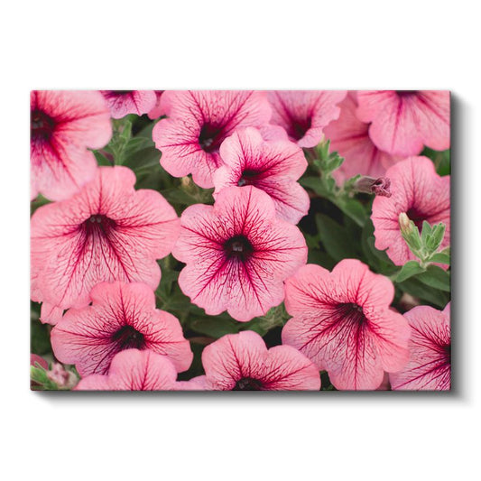Pembe Petunya Çiçekleri - Damar Desenli Narin Çiçek Koleksiyonu Kanvas Tablo