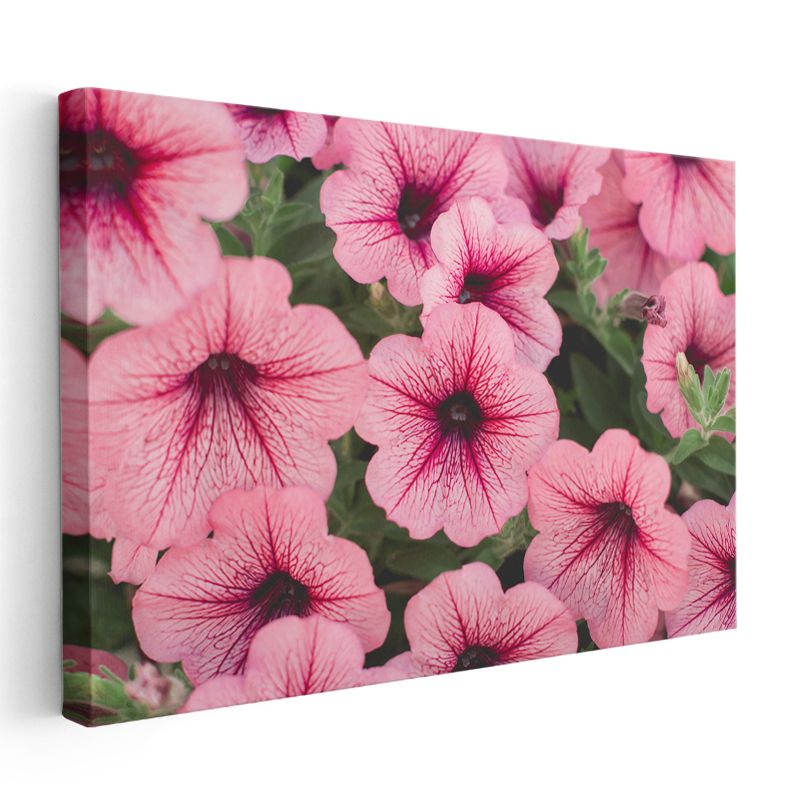 Pembe Petunya Çiçekleri - Damar Desenli Narin Çiçek Koleksiyonu Kanvas Tablo