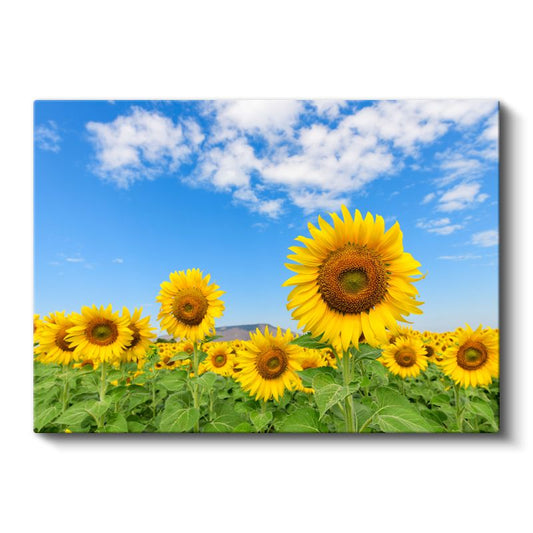 Altın Ayçiçeği Tarlası - Mavi Gökyüzü Altında Güneşe Dönen Çiçekler Kanvas Tablo