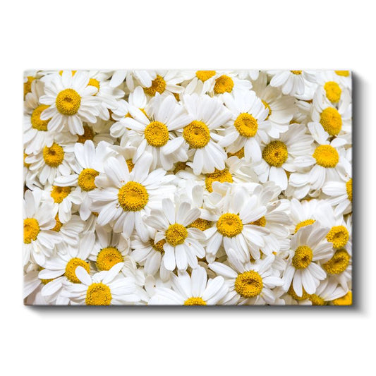 Beyaz Papatya Denizi - Altın Merkezli Saf Beyaz Çiçekler Kanvas Tablo