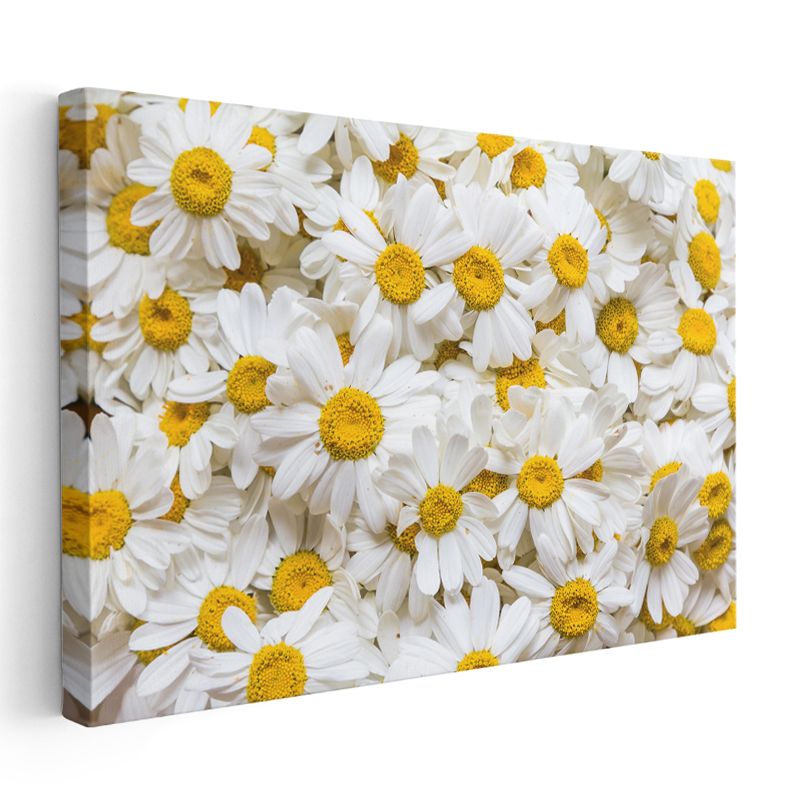 Beyaz Papatya Denizi - Altın Merkezli Saf Beyaz Çiçekler Kanvas Tablo