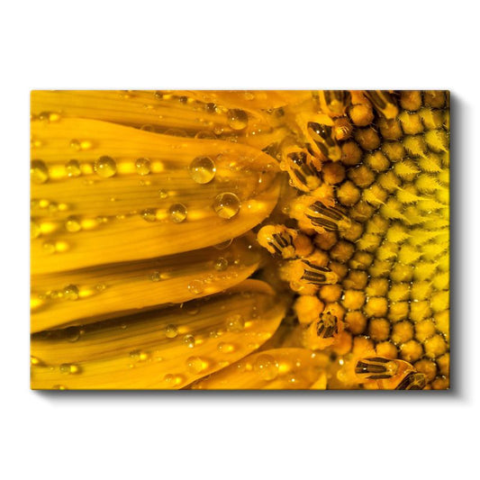 Çiy Damlalı Ayçiçeği - Makro Çekim Sarı Çiçek Detayı Kanvas Tablo