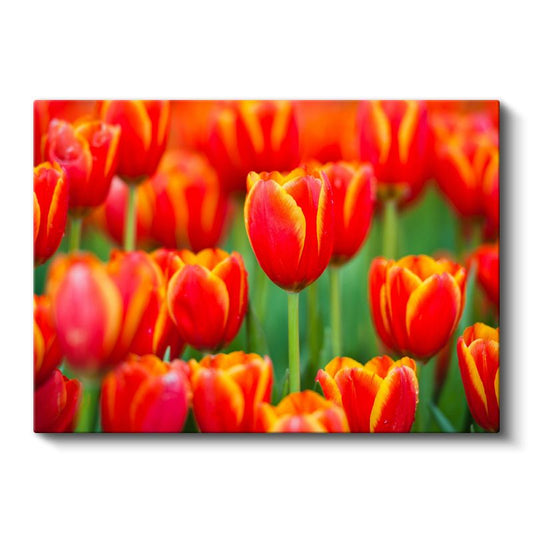 Ateş Laleler - Yeşil Fonda Turuncu Kırmızı Çiçek Bahçesi Kanvas Tablo