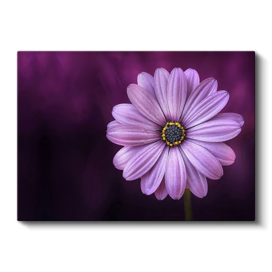 Mor Papatya - Dramatik Fonda Zarif Çiçek Portresi Kanvas Tablo