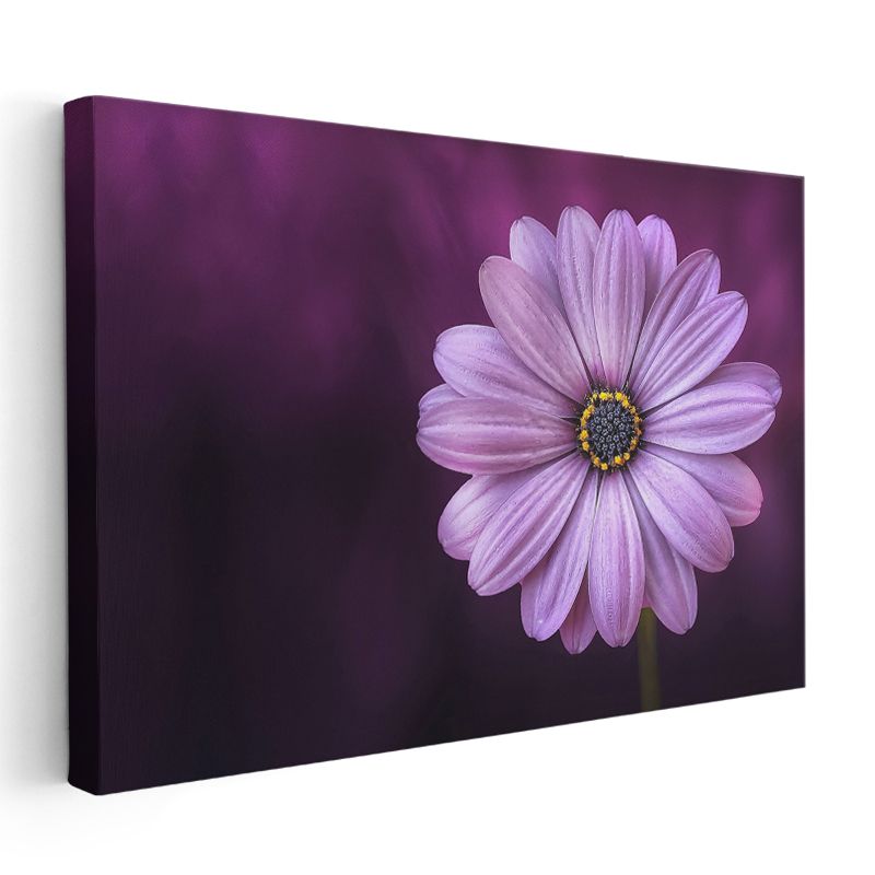 Mor Papatya - Dramatik Fonda Zarif Çiçek Portresi Kanvas Tablo