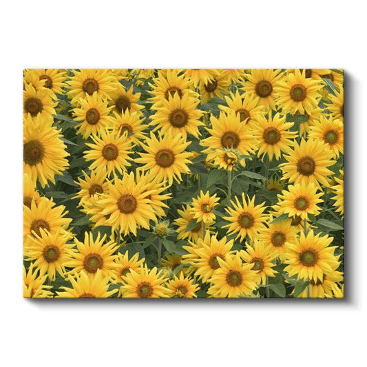 Altın Ayçiçeği Bahçesi - Yoğun Sarı Çiçek Kompozisyonu Kanvas Tablo