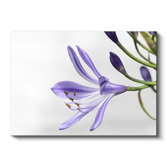 Mor Zambak - Minimalist Beyaz Fonda Zarif Çiçek Portresi Kanvas Tablo