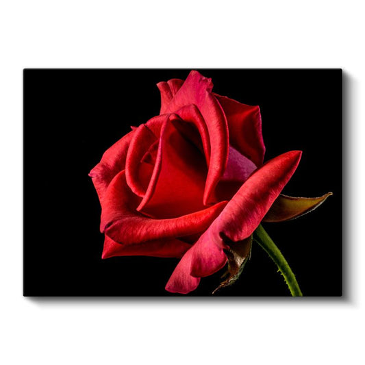 Tutku Gülleri - Siyah Fonda Yoğun Kırmızı Çiçek Koleksiyonu Kanvas Tablo