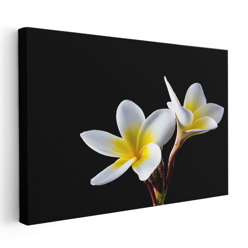 Bordo Gül - Koyu Yeşil Yapraklar Arasında Asil Çiçek Portresi Kanvas Tablo