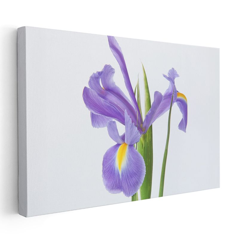 Pembe Yıldızlar - Damarlı Petunya Çiçekleri Kolajı Kanvas Tablo