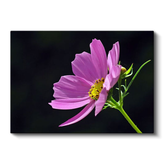 Mavi Gökyüzü Altında Ayçiçekleri - Parlak Sarı Çiçek Tarlası Kanvas Tablo