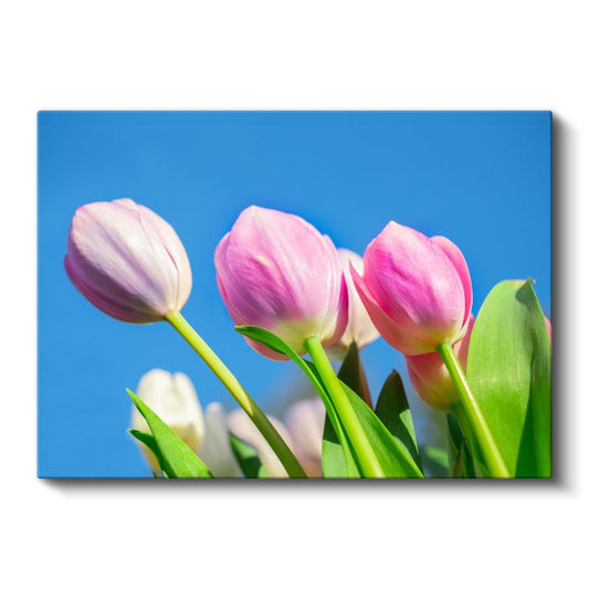 Pembe Kadife Lale - Yumuşak Fonda Zarif Çiçek Detayı Kanvas Tablo