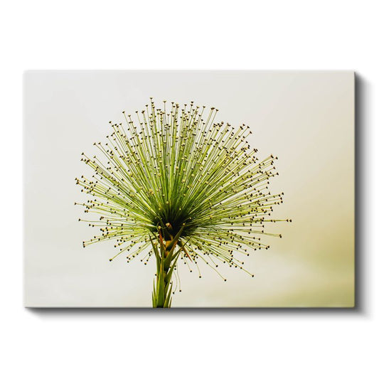 Yeşil Allium - Minimalist Tarzda Çarpıcı Bitki Portresi Kanvas Tablo