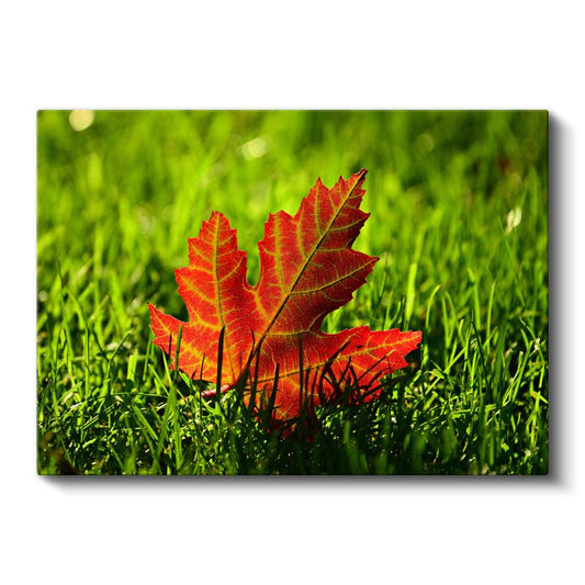 Sonbahar Yaprağı - Çimen Üzerinde Kızıl Detaylar Kanvas Tablo