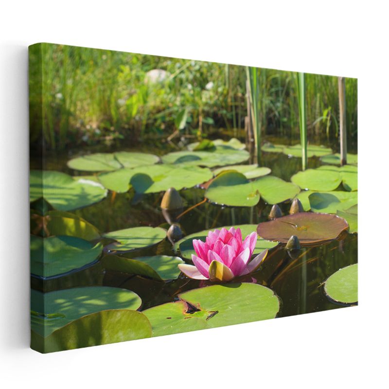 Pembe Nilüfer - Yeşil Yapraklar Arasında Göl Çiçeği Kanvas Tablo