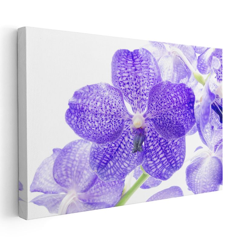 Mor Orkide - Egzotik Desenli Nadir Çiçek Kanvas Tablo