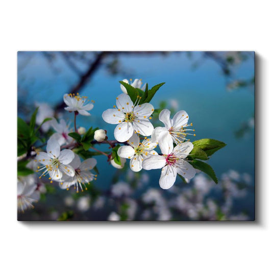 Japon Kiraz Çiçekleri - Yoğun Pembe Çiçekli Dal Kanvas Tablo