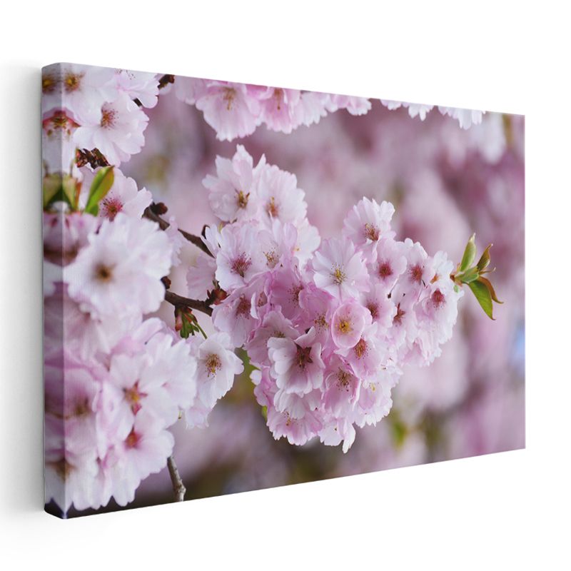 Pembe Su Zambakları - Yeşil Yapraklar Arasında İkili Nilüfer Kanvas Tablo