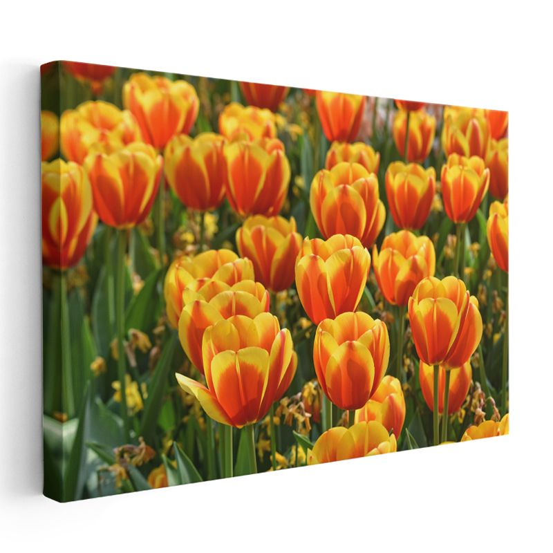 Nilüfer ve Balıklar - Japon Tarzı Havuz Kompozisyonu Kanvas Tablo