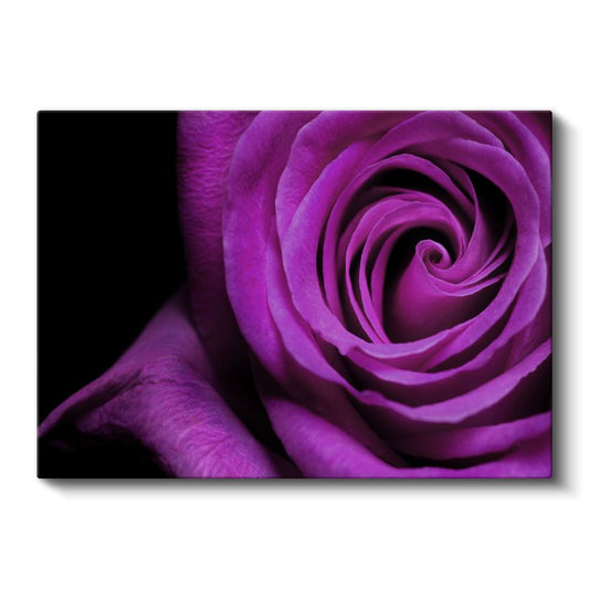Mor Gül - Dramatik Siyah Fonda Spiral Detay Kanvas Tablo