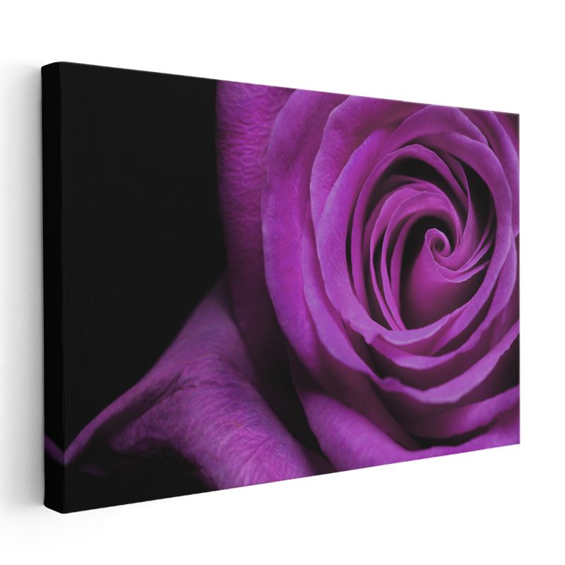 Mor Gül - Dramatik Siyah Fonda Spiral Detay Kanvas Tablo