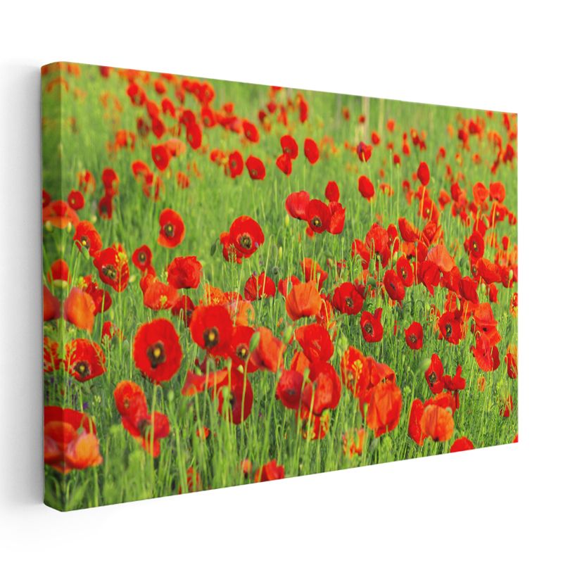 Gelincik Tarlası - Canlı Kırmızı Çiçek Denizi Kanvas Tablo