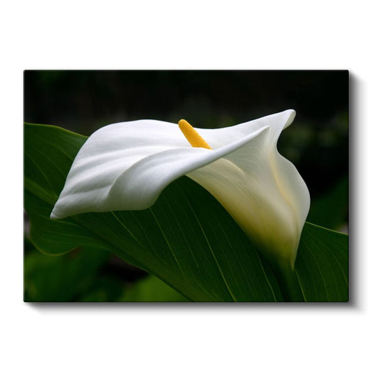 Beyaz Kalla - Zarif Çiçek Portresi Kanvas Tablo