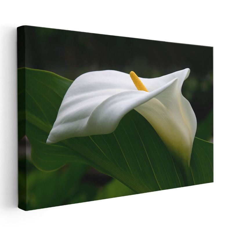 Beyaz Kalla - Zarif Çiçek Portresi Kanvas Tablo