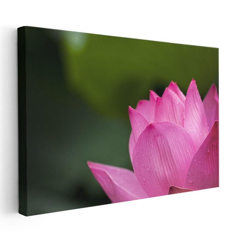 Pembe Lotus - Makro Çekim Çiçek Detayı Kanvas Tablo