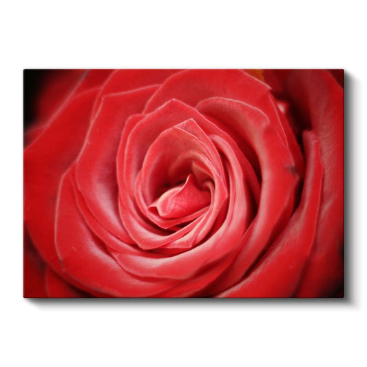 Kırmızı Gül - Makro Çekim Çiçek Portresi Kanvas Tablo