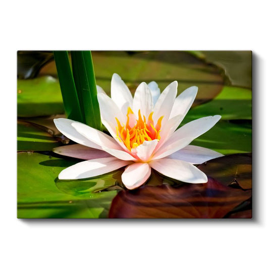 Beyaz Nilüfer - Yapraklar Arasında Zarif Çiçek Kanvas Tablo