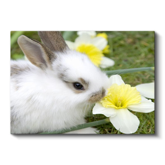 Beyaz Tavşan - Nergis Çiçeği ile Sevimli Kompozisyon Kanvas Tablo