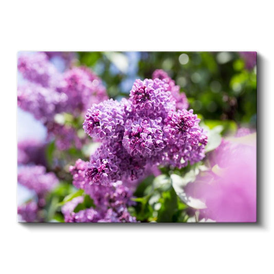 Mor Leylak - Bahar Dalında Kokulu Çiçekler Kanvas Tablo