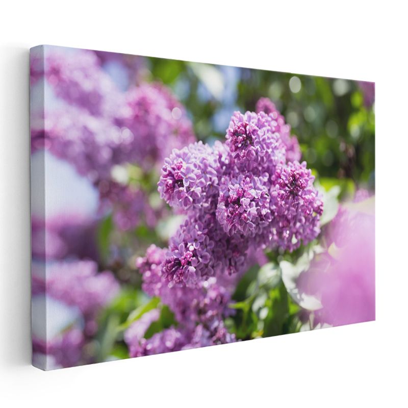 Mor Leylak - Bahar Dalında Kokulu Çiçekler Kanvas Tablo